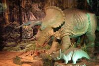 Triceratops Adult, With 2 Young Triceratops, Scale, 3/4, Also comes with Information Pedestal Replacement Value, $92,000, Current Location Little Rock