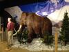 Woolly Mammoth, Scale 1/2, Replacement Valus $70,000, Located in Novi MI, Also comes with Information Pedestal