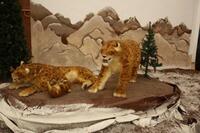 2 X Smilodon adult, Scale 1/1, & 2 x Smilodon Young Scale 1/1, Replacement Value $62,000 Located in Novi MI, Also comes with Information Pedestal