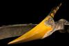 Pteranodon, Scale 1/1, Replacement Value $3,000, Located in Rochester NY