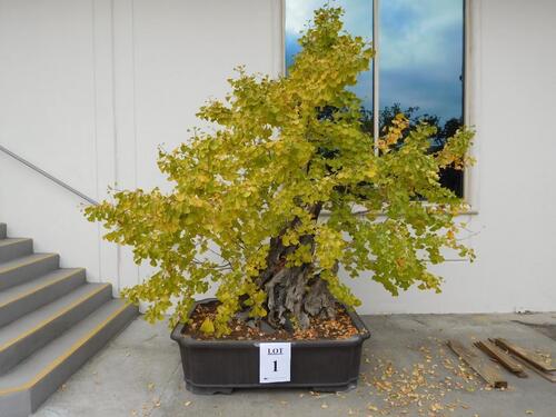 GINKGO TREE WITH 59" X 47" X 17" CLAY PLANTER