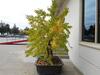 GINKGO TREE WITH 59" X 47" X 17" CLAY PLANTER - 2