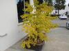 GINKGO TREE WITH 59" X 47" X 17" CLAY PLANTER - 3