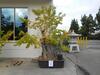 GINKGO TREE WITH 59" X 47" X 17" CLAY PLANTER