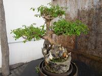 BONSAI TREE