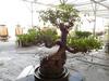 BONSAI TREE - 2