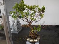 BONSAI TREE