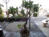 BONSAI TREE - 2