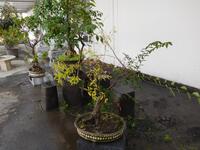 BONSAI TREE