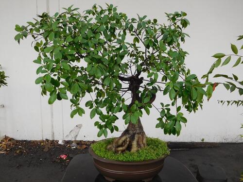 BONSAI TREE