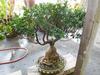 BONSAI TREE - 2