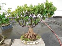 BONSAI TREE