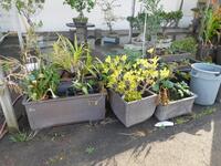 (LOT) ASST'D PLANTS WITH PLANTERS