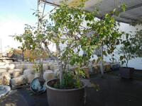 (LOT) ASST'D FIG, GUAVA, LEMON, CHERRY AND LOQUAT TREES WITH PLANTERS