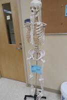 SKELETON ON STAND (NO ARMS), HAMILTON, 3RD FLOOR, RM206