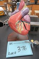 ANATOMICAL CUT AWAY HEART, HAMILTON, 3RD FLOOR, RM206