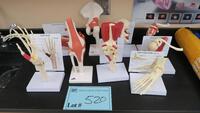 LOT, 9 ANATOMICAL MODELS AS SHOWN, HAMILTON, 3RD FLOOR, RM204