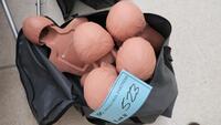 LOT, SIMULAID CPR TRAINERS, 5 IN A CARRY BAG, HAMILTON, 3RD FLOOR, RM204