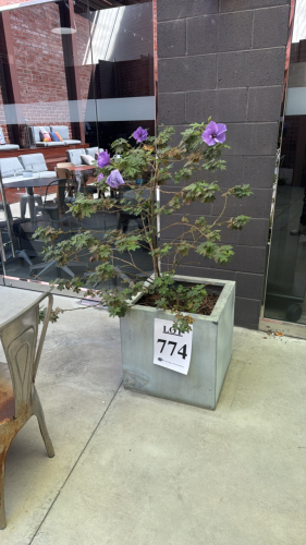Lot of (9) small trees and plants
