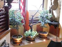 (3) 5FT ARTIFICIAL TREES - (LOCATION: 2ND FLOOR WINDOW ABOVE ENTRANCE / LOBBY)