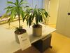 2 planten met hydrokorrels / 2 plants