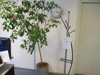 Kapstok, plant en klok / coatrack,plant and clock