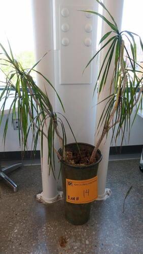POTTED PLANT, PALM TREE. MSRP $50