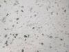 (10) 1105 PEARL 120" X 56" X 1/2" PLUS OR MINUS QUARTZ SLABS (LOCATION 53-800 POLK ST., COACHELLA CA 92236) - 2